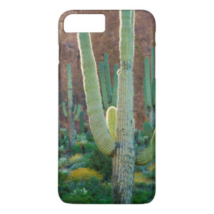 USA, Arizona. Saguarofält vid en klippa
