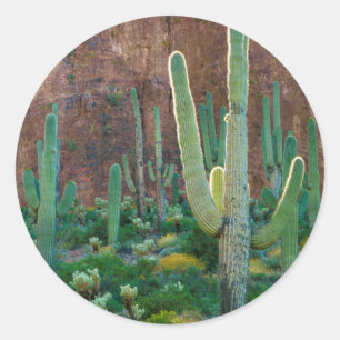 USA, Arizona. Saguarofält vid en klippa Runt Klistermärke