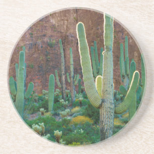USA, Arizona. Saguarofält vid en klippa Underlägg Sandsten