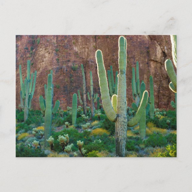 USA, Arizona. Saguarofält vid en klippa Vykort (Framsida)