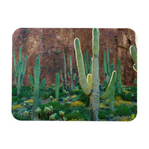 USA, Arizona. Saguarokaktusfält vid en klippa Magnet