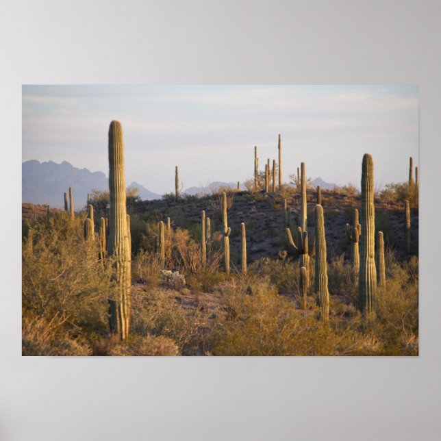 USA, Arizona, Sonoran Desert, Ajo, Ajo 2 Poster (Framsidan)