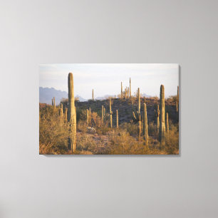 USA, Arizona, Sonoranöknen, Ajo, Ajo 2 Canvastryck