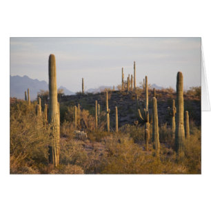 USA, Arizona, Sonoranöknen, Ajo, Ajo 2 Hälsningskort