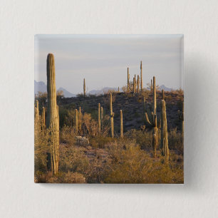 USA, Arizona, Sonoranöknen, Ajo, Ajo 2 Knapp