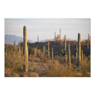 USA, Arizona, Sonoraöken, Ajo, Ajo 2 Fototryck