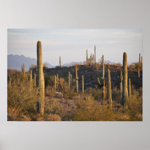 USA, Arizona, Sonoraöken, Ajo, Ajo 2 Poster