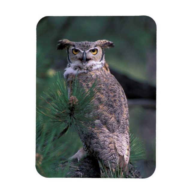 USA, CO, Colorado Springs. Stornaturuv Magnet (Vertikal)