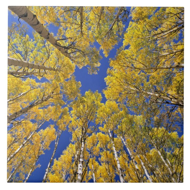 USA, Colorado, Aspen. Aspen skog i fall Kakelplatta (Framsidan)