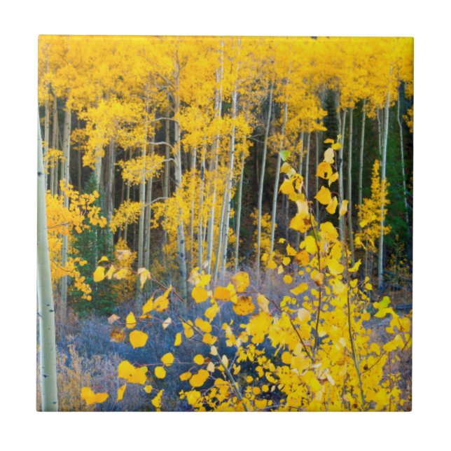 USA, Colorado. Aspen i Gult i Rockies 2 Kakelplatta (Framsidan)