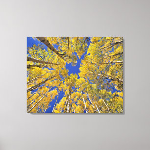 USA, Colorado, Aspen-området. Aspen-skog på hösten Canvastryck