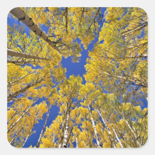 USA, Colorado, Aspen-området. Aspen-skog på hösten Fyrkantigt Klistermärke