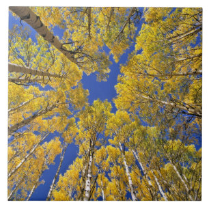 USA, Colorado, Aspen-området. Aspskog på hösten Kakelplatta