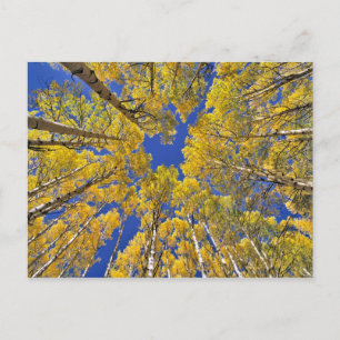 USA, Colorado, Aspen-området. Aspskog på hösten Vykort