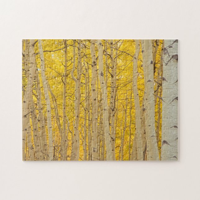 USA, Colorado. Aspnar i Gunnison National Pussel (Horisontell)