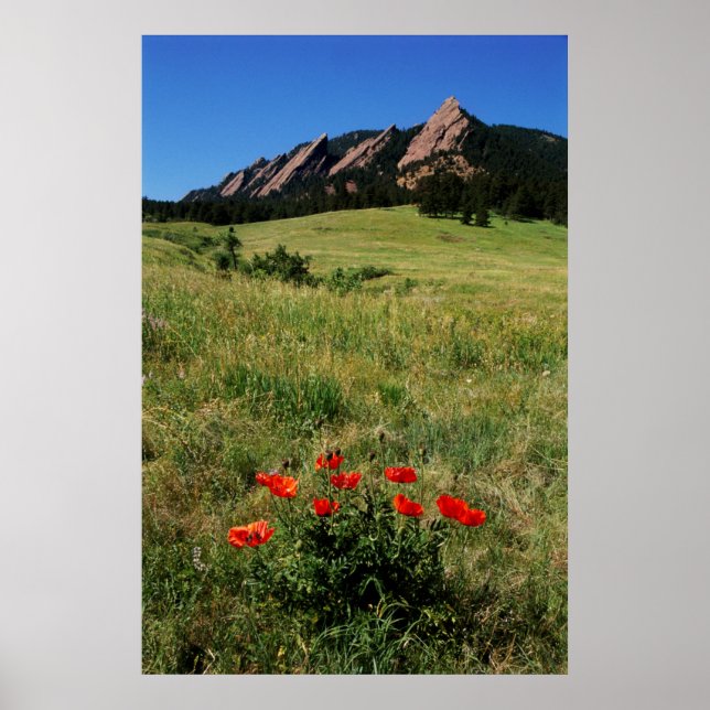USA, Colorado, Boulder. Flatironer och vallmo Poster (Framsidan)