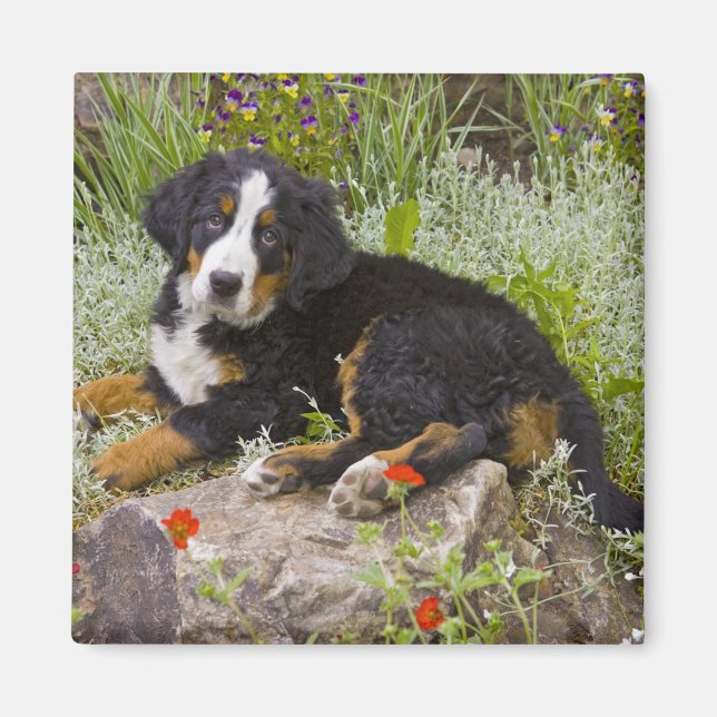 USA, Colorado, Breckenridge. Female Bernese Magnet (Framsidan)