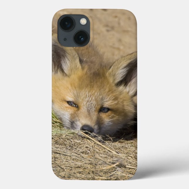 USA, Colorado, Breckenridge. Varningsröd räv (Baksida)