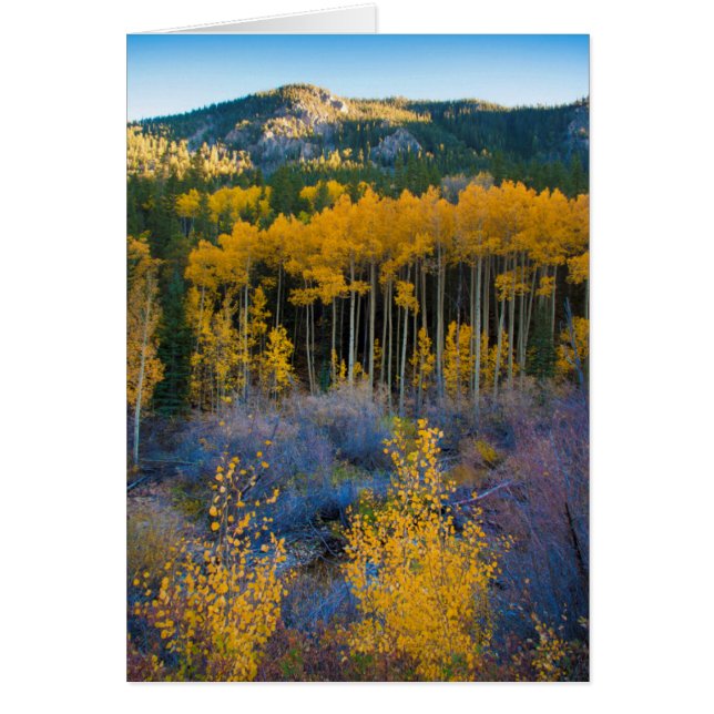 USA, Colorado. Bright Gult Aspen i Rockies Hälsningskort (Framsidan)