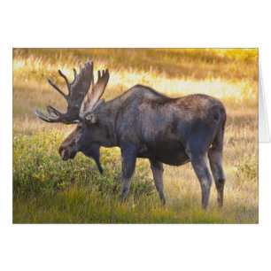 USA, Colorado, Cameron Pass. Älgstång Hälsningskort
