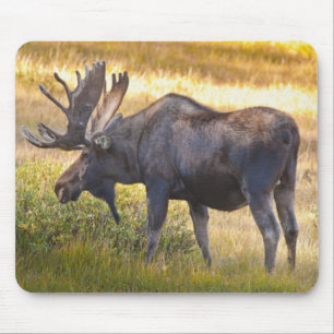 USA, Colorado, Cameron Pass. Älgstång Musmatta