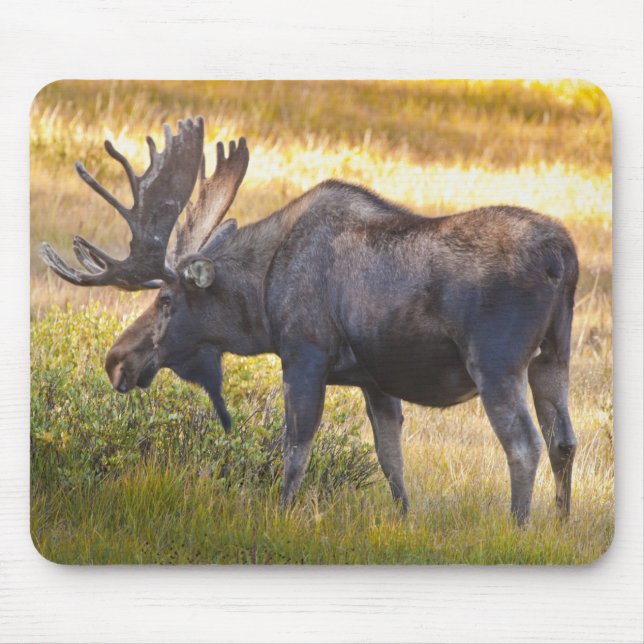 USA, Colorado, Cameron Pass. Älgstång Musmatta (Framsidan)