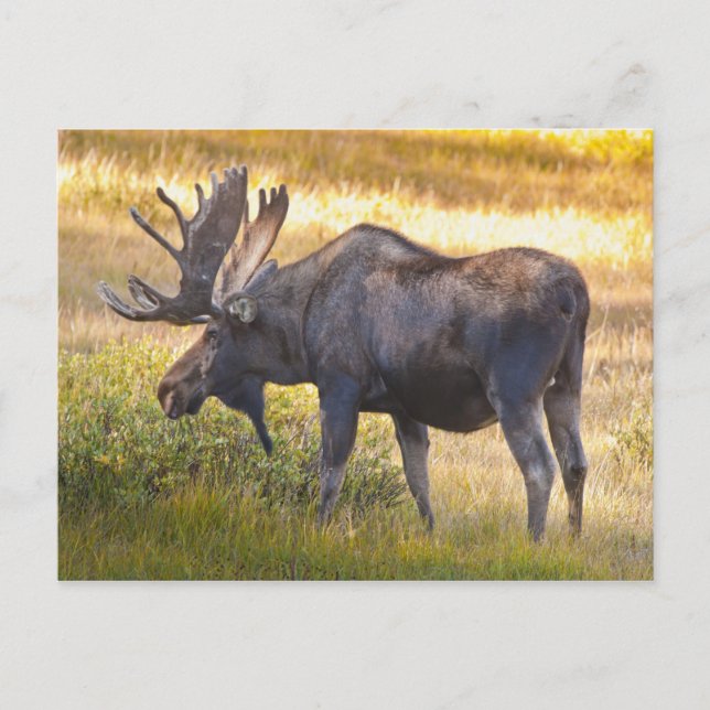 USA, Colorado, Cameron Pass. Älgstång Vykort (Framsida)