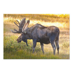 USA, Colorado, Cameron Pass. Älgstångsälg Fototryck
