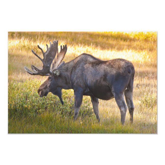 USA, Colorado, Cameron Pass. Älgstångsälg Fototryck (Framsidan)