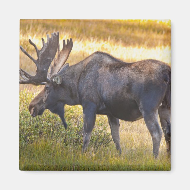 USA, Colorado, Cameron Pass. Älgstångsälg Magnet (Framsidan)