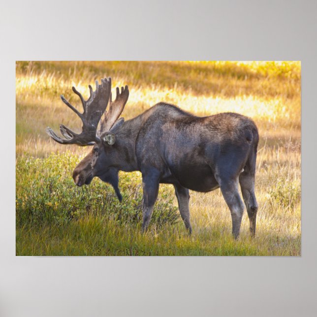 USA, Colorado, Cameron Pass. Bull moose with Poster (Framsidan)