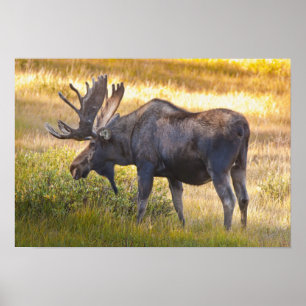 USA, Colorado, Cameron Pass. Tjurälg Poster