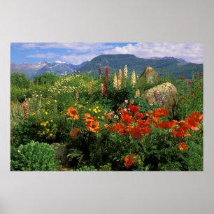 USA, Colorado, Crested Butte. Vallmo och lupin Poster