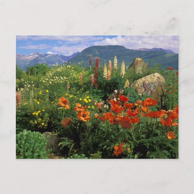 USA, Colorado, Crested Butte. Vallmo och lupin Vykort (Framsida)
