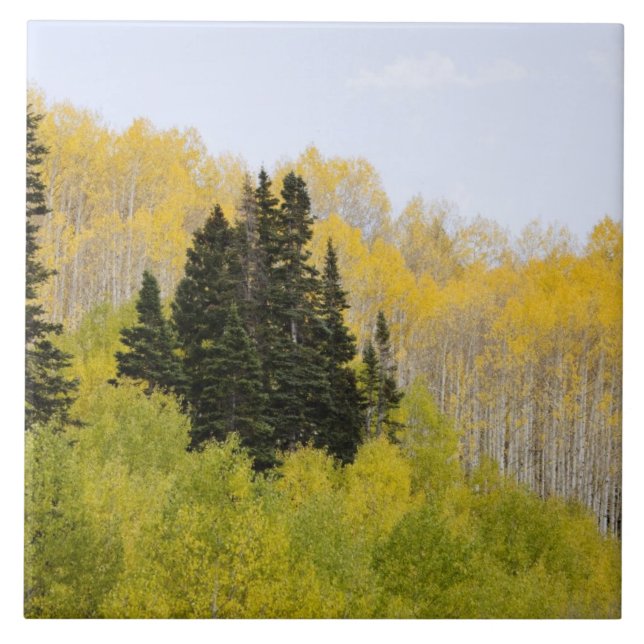 USA, Colorado, Gunnison National Forest, längs 2 Kakelplatta (Framsidan)