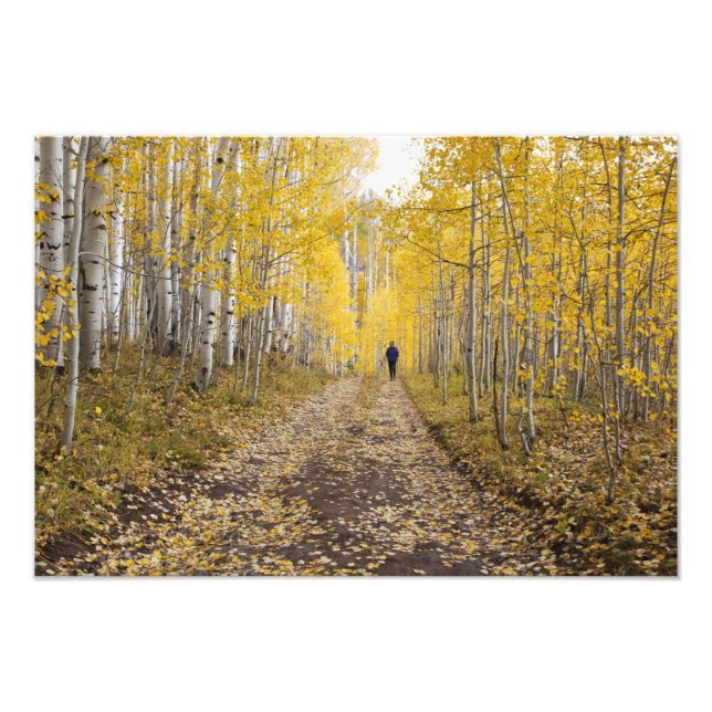 USA, Colorado, Gunnison National Forest nära Fototryck (Framsidan)