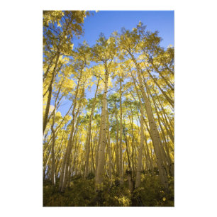 USA, Colorado, Höstaspnar längs den sista Fototryck