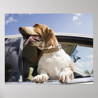USA, Colorado, hund, tittar genom bilfönster 2 Poster