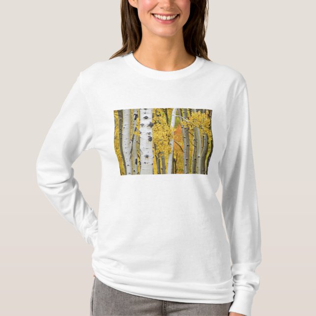 USA, Colorado, Klippiga bergen. Intim asp Tee (Framsida)