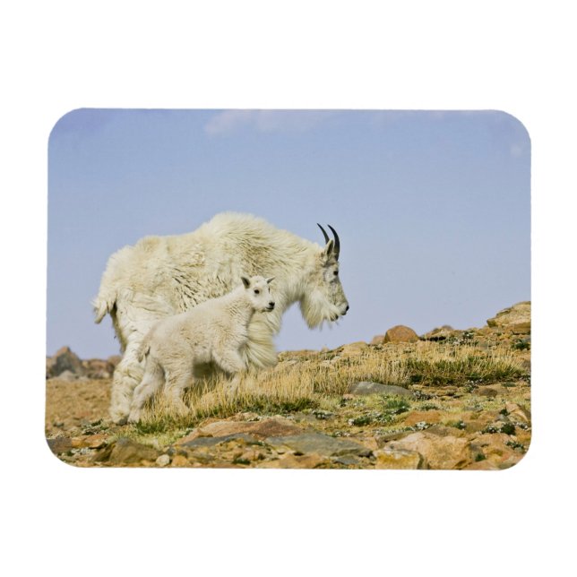 USA, Colorado, Klippiga bergen, Mount Evans, Magnet (Horisontell)