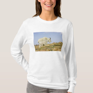 USA, Colorado, Klippiga bergen, Mount Evans, Tröja