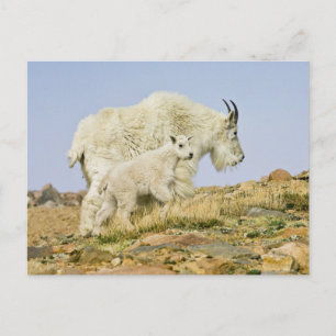 USA, Colorado, Klippiga bergen, Mount Evans, Vykort