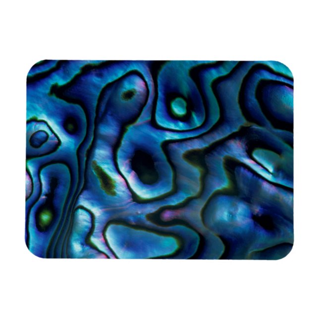 USA, Colorado, Lafayette. Abalone snäcka Magnet (Horisontell)