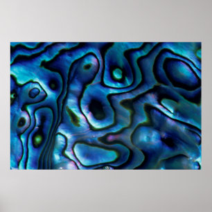 USA, Colorado, Lafayette. Abalone snäcka Poster