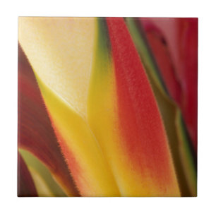 USA, Colorado, Lafayette, närbild på heliconia Kakelplatta