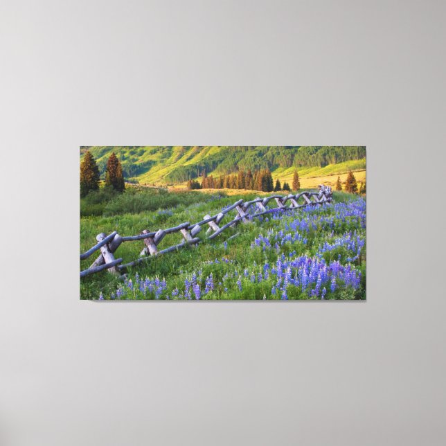 USA, Colorado. Lupiner och spaltstängsel Canvastryck (Framsida)