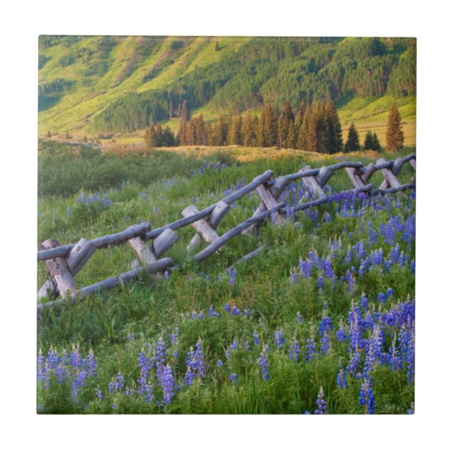 USA, Colorado. Lupiner och spaltstängsel Kakelplatta (Framsidan)