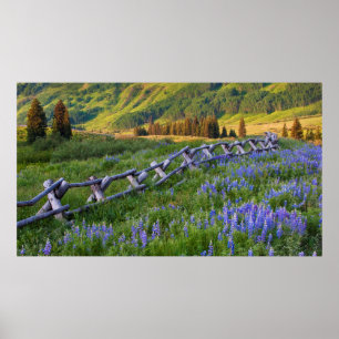 USA, Colorado. Lupiner och spaltstängsel Poster