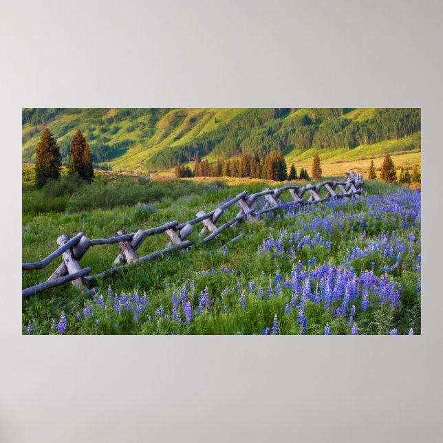 USA, Colorado. Lupiner och spaltstängsel Poster (Framsidan)
