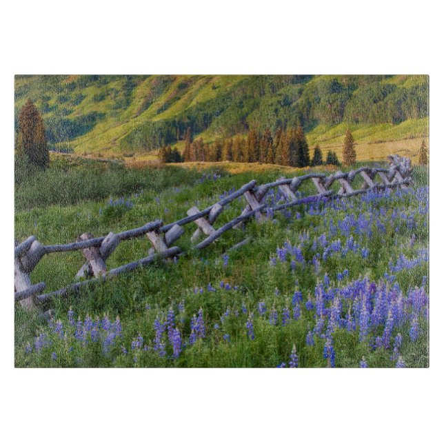 USA, Colorado. Lupiner och staket av klyvda räler (Framsidan)